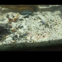 شن اکواریوم ۱۰ کیلو