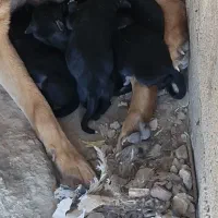 توله ژرمن ماده سیاه