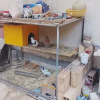 قفس آهنی کبوتر و مرغ