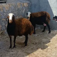 شیرشک اصل درجه یک