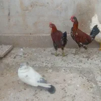 جوجه  خروس محلی