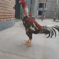 مرغ وخروس لاری اصیل