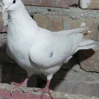 یه جفت خال پیس پرشی