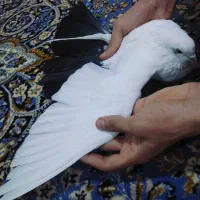 کفتر|پرنده|بندر ماهشهر, |دیوار