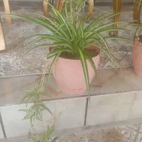 گل طبیعی|گل و گیاه طبیعی|ایلام, |دیوار