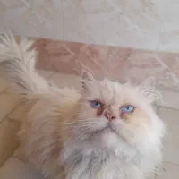 گربه پرشین|گربه|گرگان, |دیوار