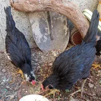 نیمچه خروس لری|حیوانات مزرعه|ابریشم, |دیوار