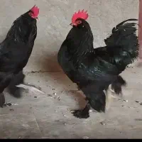 خروس مرندی اصل