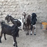 بز نژادی سالم