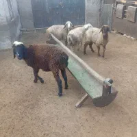 4راس میش