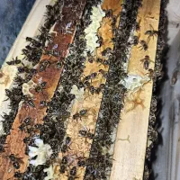 پرورش ملکه کارنیکا آلمانی( F1) درتاکستان