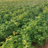 چاه-و-زمین-کشاورزی-ابی