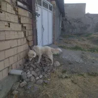 واگذاری سگ قدرجونی