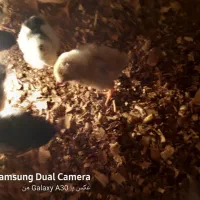 جوجه مرغ گلین|حیوانات مزرعه|بیرجند, |دیوار