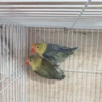 گرینچیک نرکوتوله جفت باجوجه نرماده تک باضمانت کتبی|پرنده|مشهد, عبادی|دیوار