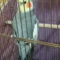 عروس هلندی سینامون نر دستی و ایزابل ماده آماده