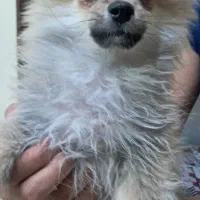 پامرین|سگ|شیراز, انجیره|دیوار