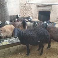 ۲۰ راس میش جنس خوب