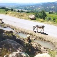خر جوان ماده هنوز جفت نخورده