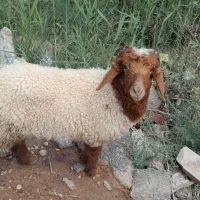 بره نر وماده