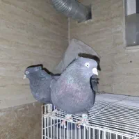 کفتر سیاه کاکول میخ پالخت