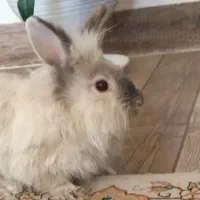 فروش خرگوش