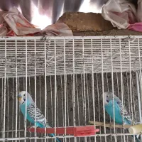 مرغ عشق مولد