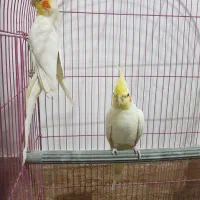 عروس هلندی|پرنده|قم, علی آباد سعدگان|دیوار