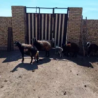 ۳ راس میش بره دار فروشی