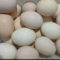 تخم مرغ