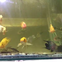 پیکاک -اسفرناموس -کوی پوست چرم|ماهی|اردبیل, |دیوار