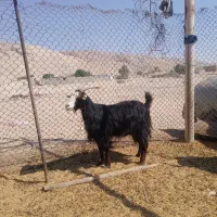 بز داشتی کهره دار|حیوانات مزرعه|اوز, |دیوار