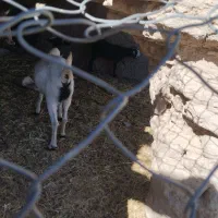 بز دورگ|حیوانات مزرعه|خاش, |دیوار