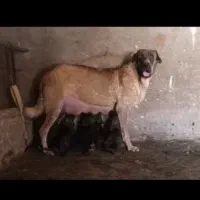 ماده عراقی (پژدر)