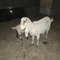 ۳ عدد بز|حیوانات مزرعه|مشهد, کارمندان دوم|دیوار