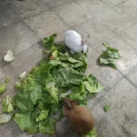 خرگوش|موش و خرگوش|تهران, افسریه جنوبی|دیوار