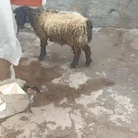 شیشک قوچ دو بهر ژن دوقلوزا|حیوانات مزرعه|ناغان, |دیوار