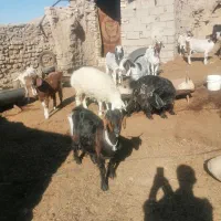 فروش تعدادی بز و بره|حیوانات مزرعه|بیرجند, |دیوار