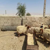 میش ابستن