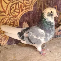 کفتر|پرنده|تهران, دولاب|دیوار