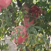 تاراv1خشک ۴۰۴