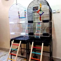 قفس بزرگ ۱۰۳۳ عروس هلندی  کوتوله برزیلی