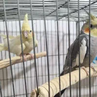 حفت عروس هلندی