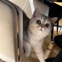 گربه بیریتیش