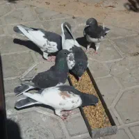 شهری قهوه ای|پرنده|کوار, |دیوار