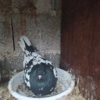 کبوتر تزیینی و زینتی فروش و معاوضه|پرنده|رشت, حومه رشت|دیوار