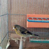 ماده سهره قناری