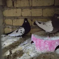 کبوتر|پرنده|شیراز, بید زرد|دیوار