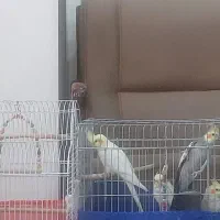 عروس هلندی و طوطی برزیلی|پرنده|کرج, حصارک بالا|دیوار