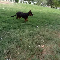 تول سگ ژرمن ۴ ماه|حیوانات|اهواز, کوی پیروزی|دیوار